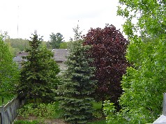 Wonderful view of "Warbler Woods" from the sundeck 