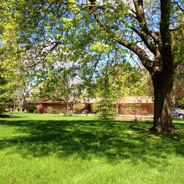 Treed Front Yard