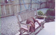 Even the dog loves a lazy day by the pool