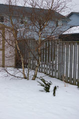 Garden in back corner of yard by the shed