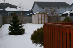 Shed in rear yard