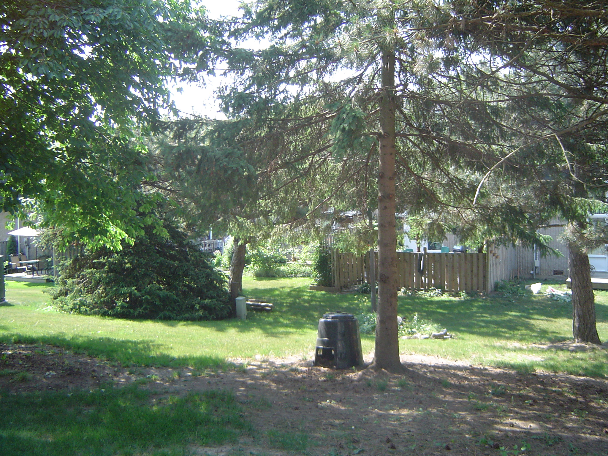 Treed yard